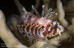 Dendrochirus brachypterus