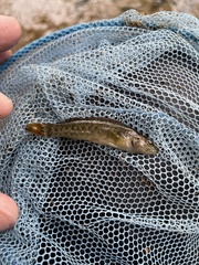 Etheostoma vulneratum