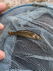 Etheostoma vulneratum