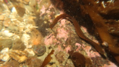 Apodichthys flavidus