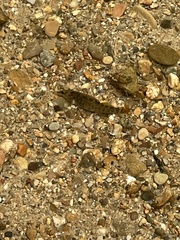 Etheostoma vulneratum