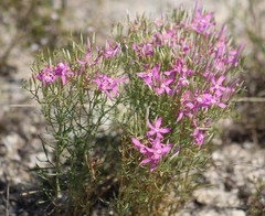 Zeltnera beyrichii
