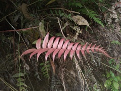Blechnum parrisiae