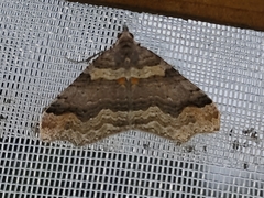 Austrocidaria parora