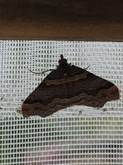 Austrocidaria parora