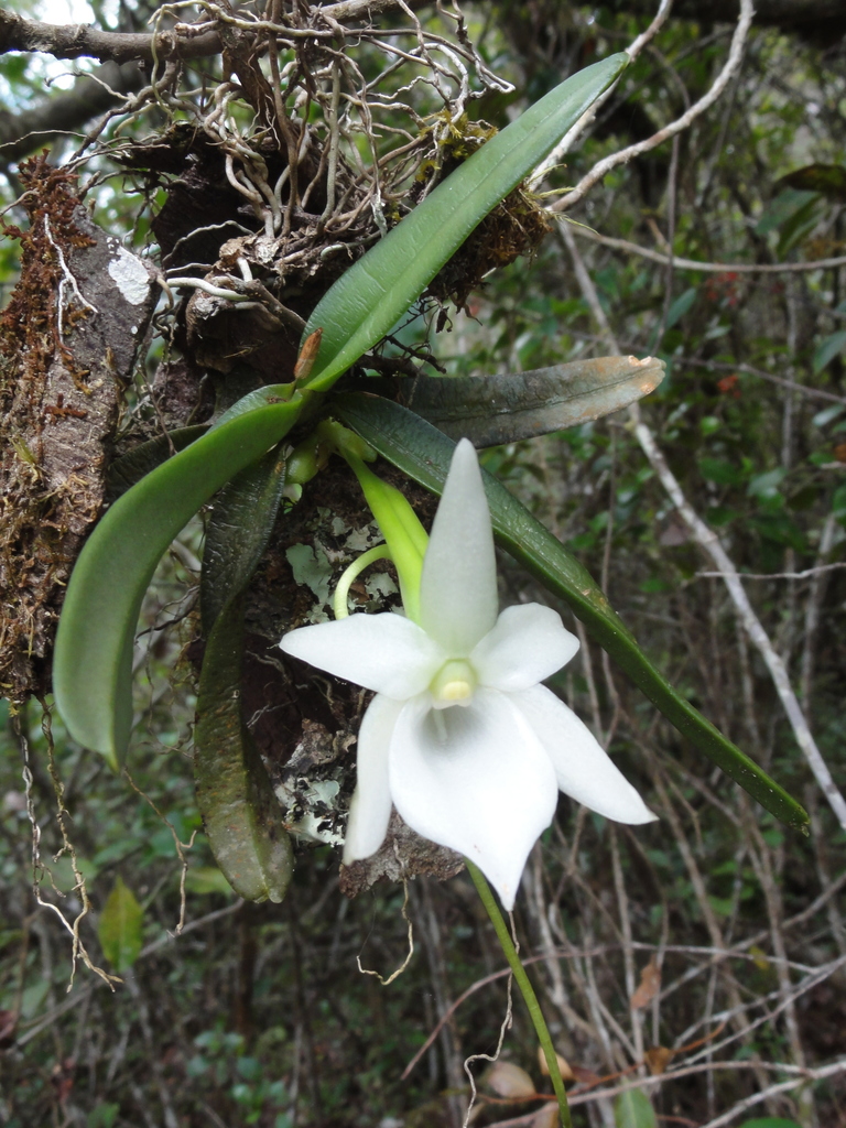 Angraecum compactum
