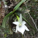 Angraecum compactum - Photo (c) Nicolas Küffer, some rights reserved (CC BY-NC), uploaded by Nicolas Küffer