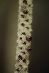 Basselinia tomentosa