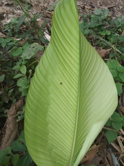 Spathiphyllum wallisii