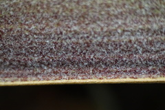 Basselinia tomentosa