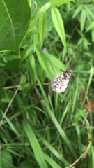 Orbexilum pedunculatum