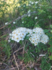 Spiraea flexuosa