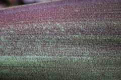 Basselinia tomentosa