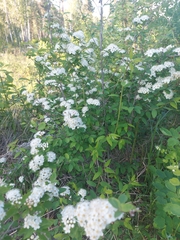 Spiraea flexuosa