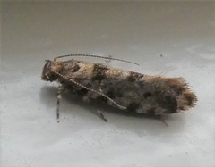 Parochmastis hilderi