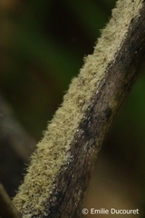 Basselinia tomentosa