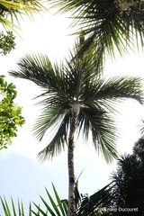 Basselinia tomentosa