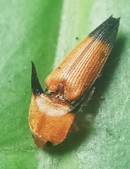 Pachyderes apicalis