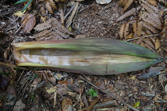 Basselinia tomentosa