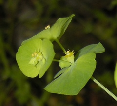 Euphorbia ouachitana