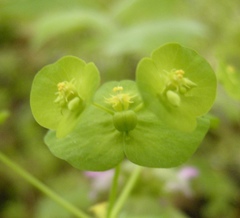 Euphorbia ouachitana