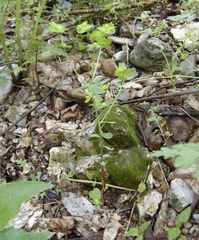 Euphorbia ouachitana