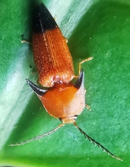 Pachyderes apicalis