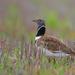 Little Bustard - Photo (c) Blake Matheson, some rights reserved (CC BY-NC)