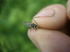 Rhacandrena
