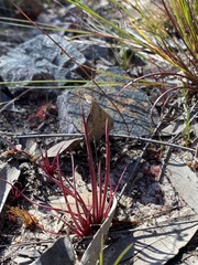 Isoetaceae