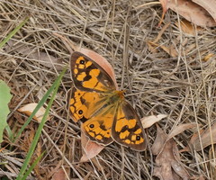 Heteronympha penelope