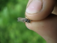 Rhacandrena