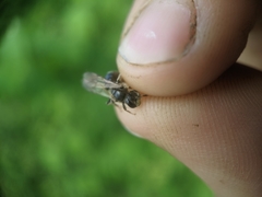 Rhacandrena