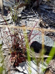 Isoetaceae