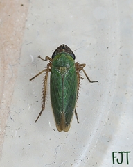 Chlorogonalia losoplanensis