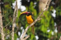 Pteroglossus viridis