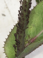 Uroleucon sonchi