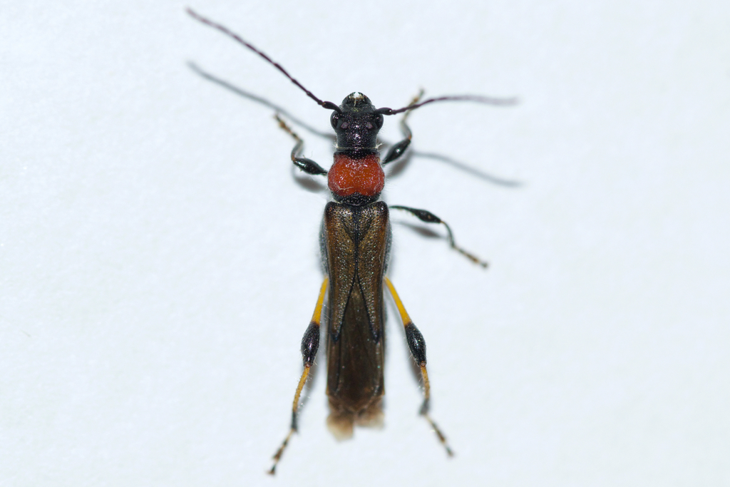 Blood-necked Longhorn Beetle