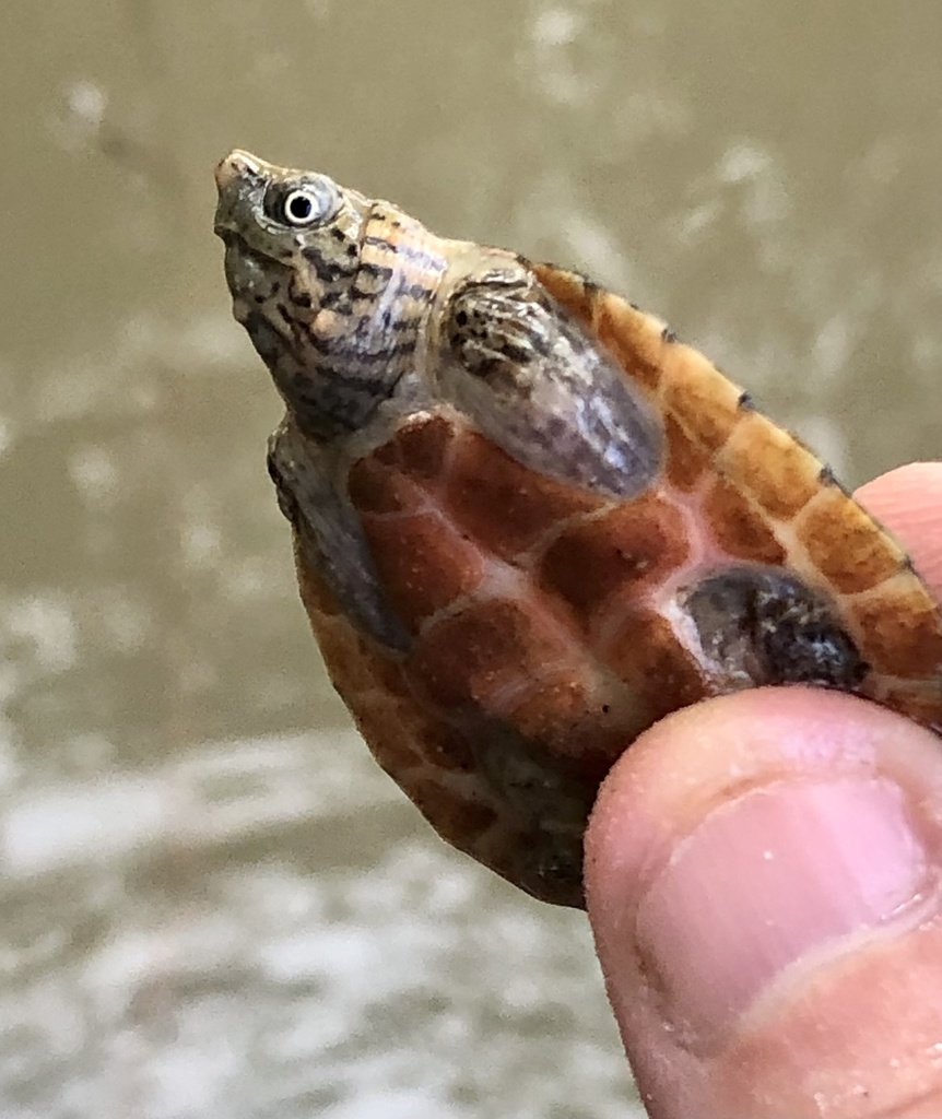 Intermediate Musk Turtle from Bradley Rd, Brewton, AL, US on June 19 ...