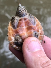 Sternotherus intermedius