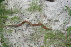 Pygopus lepidopodus