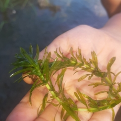 Hydrilla verticillata
