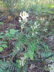 Oxytropis candicans