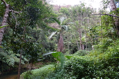 Chambeyronia macrocarpa