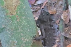 Gonocephalus bornensis