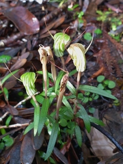 Pterostylis brumalis