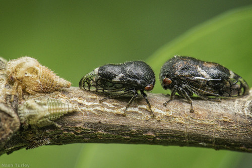 Black locust treehopper photo 2