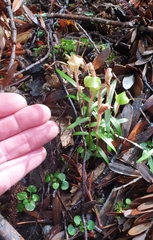 Pterostylis brumalis