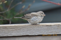 Haemorhous mexicanus