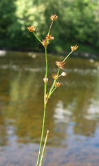 Juncus brachycephalus